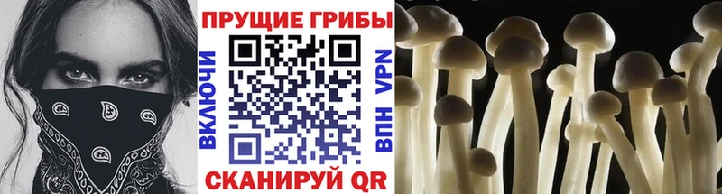 купить Спас-Клепики Псилоцибиновые грибы ЛСД